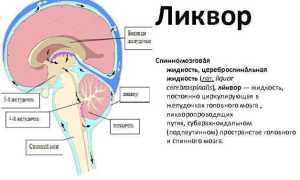 Пункция спинного мозга: важные аспекты и показания