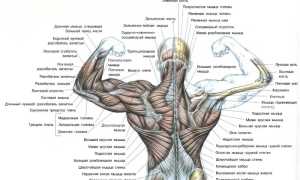 Упражнения для спины с гантелями для укрепления мышц