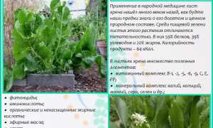 Лист хрена при шейном остеохондрозе: полезные свойства и применение