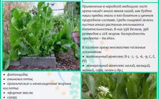 Лист хрена при шейном остеохондрозе: полезные свойства и применение