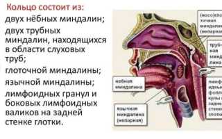 Физиологическое строение гланд и признаки отклонения от нормы: важные аспекты здоровья