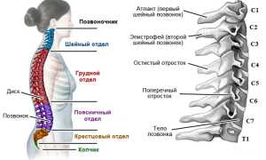 Как укрепить мышцы шеи для здоровья и гибкости
