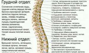 Сколько изгибов имеет позвоночник человека и их значение