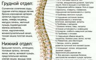 Сколько изгибов имеет позвоночник человека и их значение