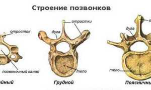 Остистые отростки позвоночника: анатомия и функции