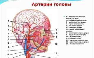 Сужение сосудов шейного отдела позвоночника: причины и последствия