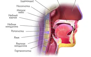 Почему дети могут храпеть во сне без насморка и соплей: причины и рекомендации