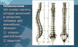 Строение позвоночника: поясничный отдел и его функции