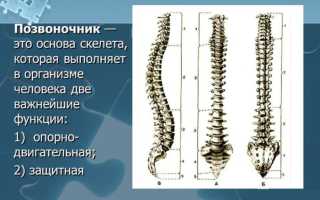 Строение позвоночника: поясничный отдел и его функции
