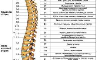 Ламинэктомия позвоночника: показания и особенности