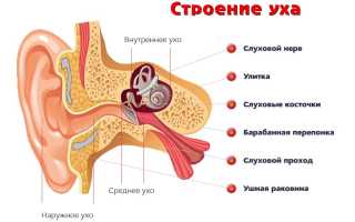 Почему может плохо слышать ухо: причины и рекомендации