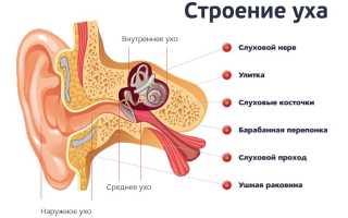 Строение и функции внутреннего уха: важные аспекты и особенности
