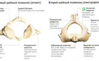 Сколько костей в позвоночнике у человека?