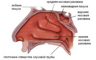 Анатомические и физиологические особенности носа человека