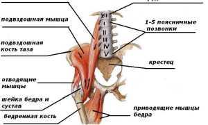Подвздошно-поясничная мышца: анатомия и функции