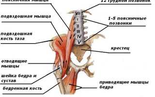 Подвздошно-поясничная мышца: анатомия и функции