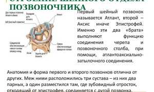 Боли в шейном отделе позвоночника — причины и лечение для здоровья