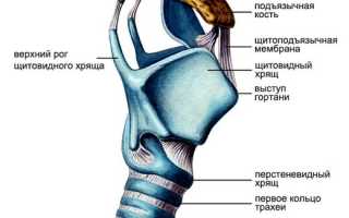 Анатомическое строение гортани человека