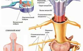 Упражнения без нагрузки на позвоночник для здоровья
