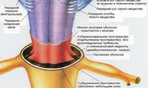 Дуральный мешок деформирован: что это такое и как с этим справиться