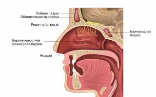 Симптомы рака носа и околоносовых пазух: важная информация для пациентов