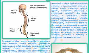 Сколько поясничных позвонков у человека и их функции