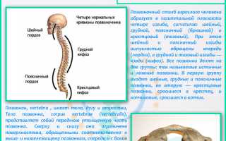 Сколько поясничных позвонков у человека и их функции
