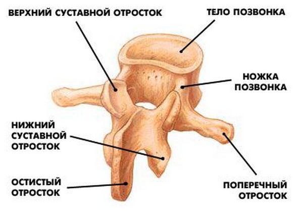Процесс дегенерации часто ускоряются потому, что позвонки не получают питания напрямую