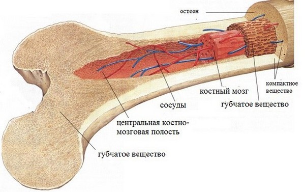При каких-либо патологиях костного мозга сильно страдает весь организм