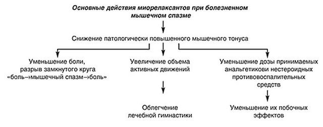 Схема действия миорелаксантов для упрощённого понимания принципа работы