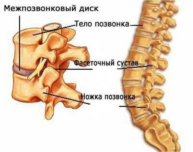 Суставные отростки или, как их ещё называют, фасетки – то, без чего позвоночник не стал бы гибким.