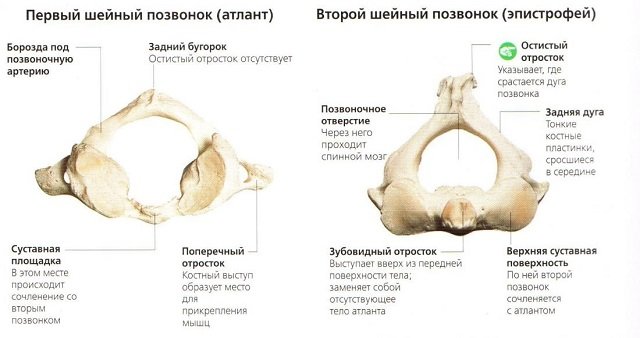 Строение двух самых интересных позвонков шейного отдела – атланта и аксиса