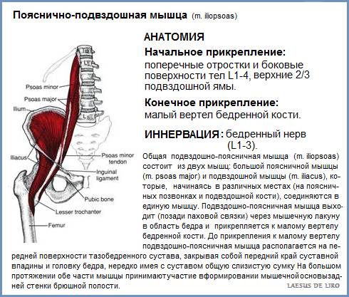 Анатомия подвздошно-поясничной мышцы