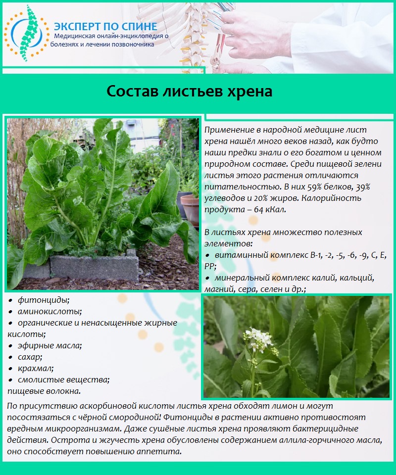 Состав листьев хрена