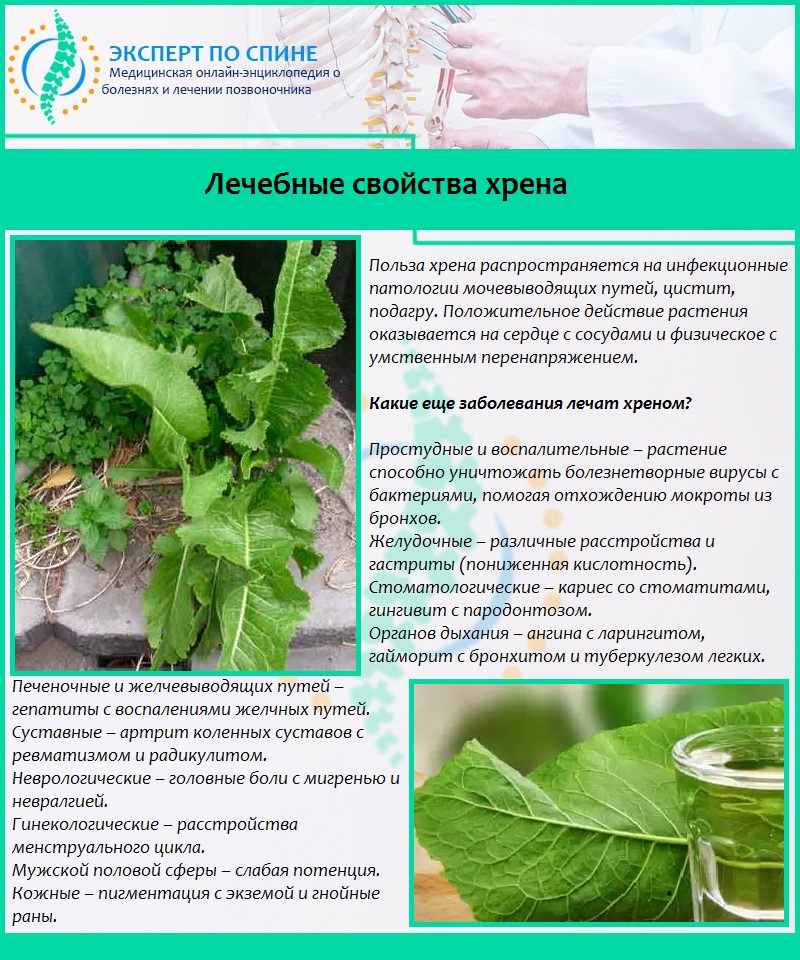 Лечебные свойства хрена