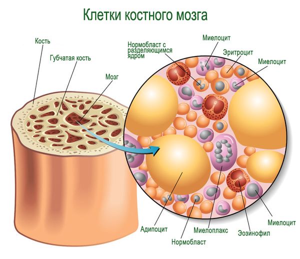 Из каких клеток состоит костный мозг