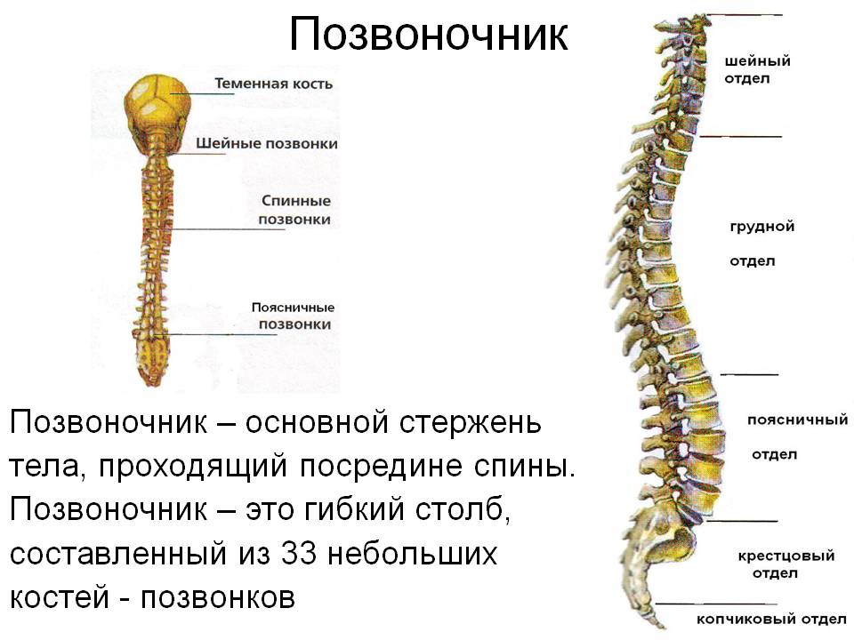 Кости позвоночного столба
