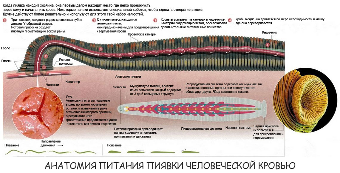 Медицинская пиявка, схема