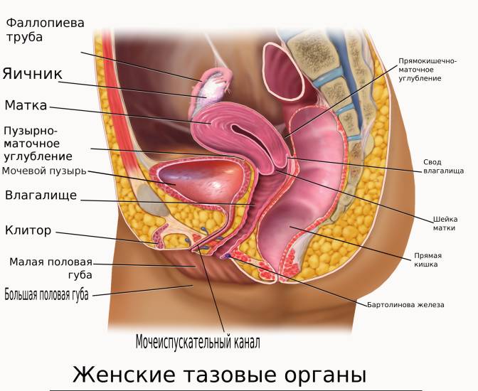 Органы малого таза у женщин