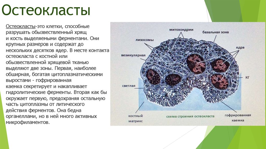 Остеокласты