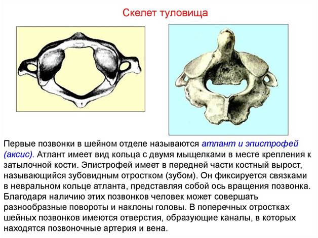 Первые два позвонка шеи - атлант и эпистрофей