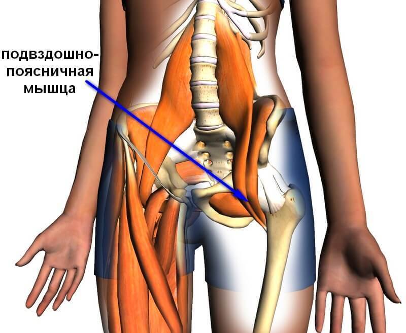 Подвздошно-поясничная мышца изнутри