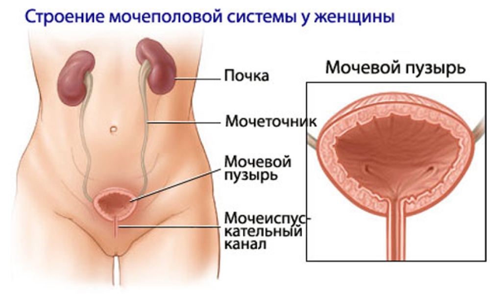 Разрыв мочевого пузыря сопровождается характерными симптомами