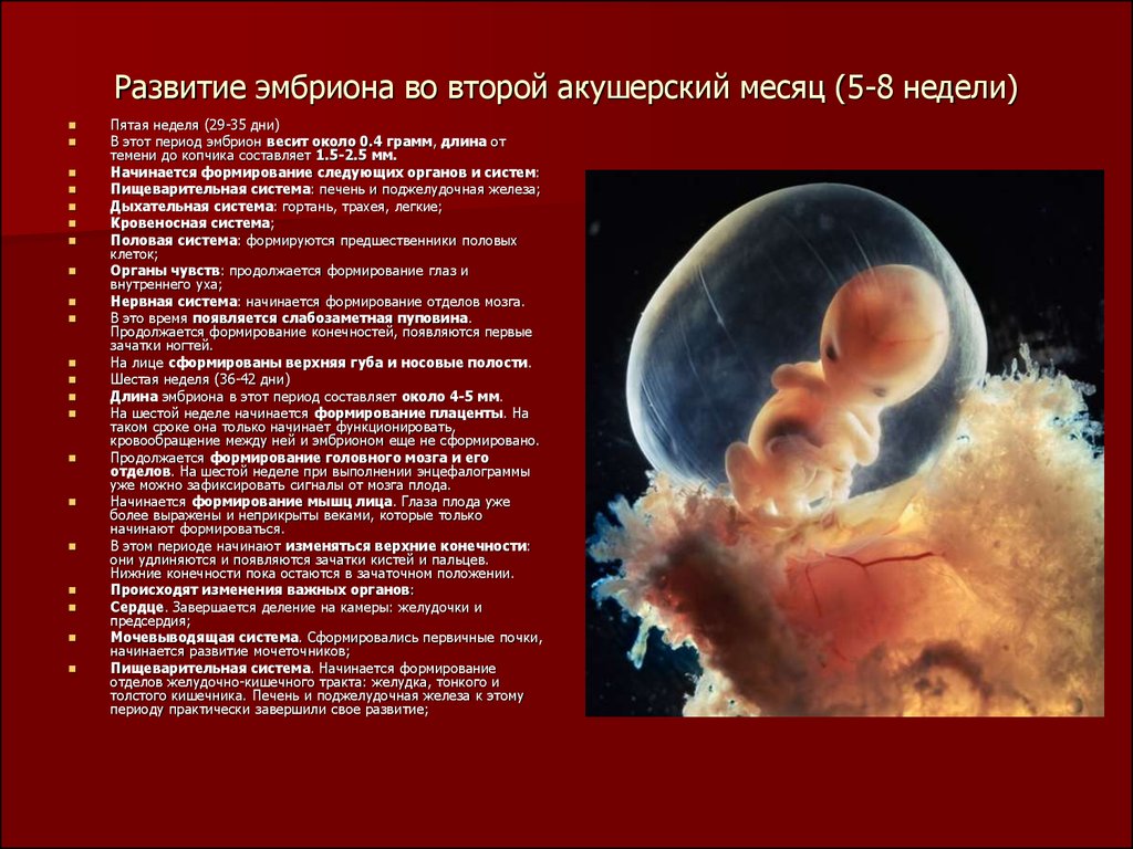 Развитие эмбриона