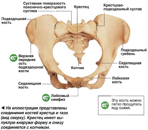 Строение крестцово-подвздошного сустава