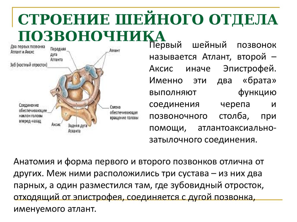 Строение шейного отдела позвоночника