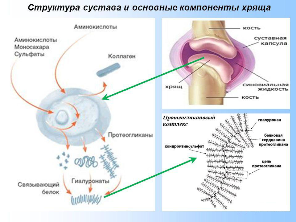 Структура сустава и части хряща