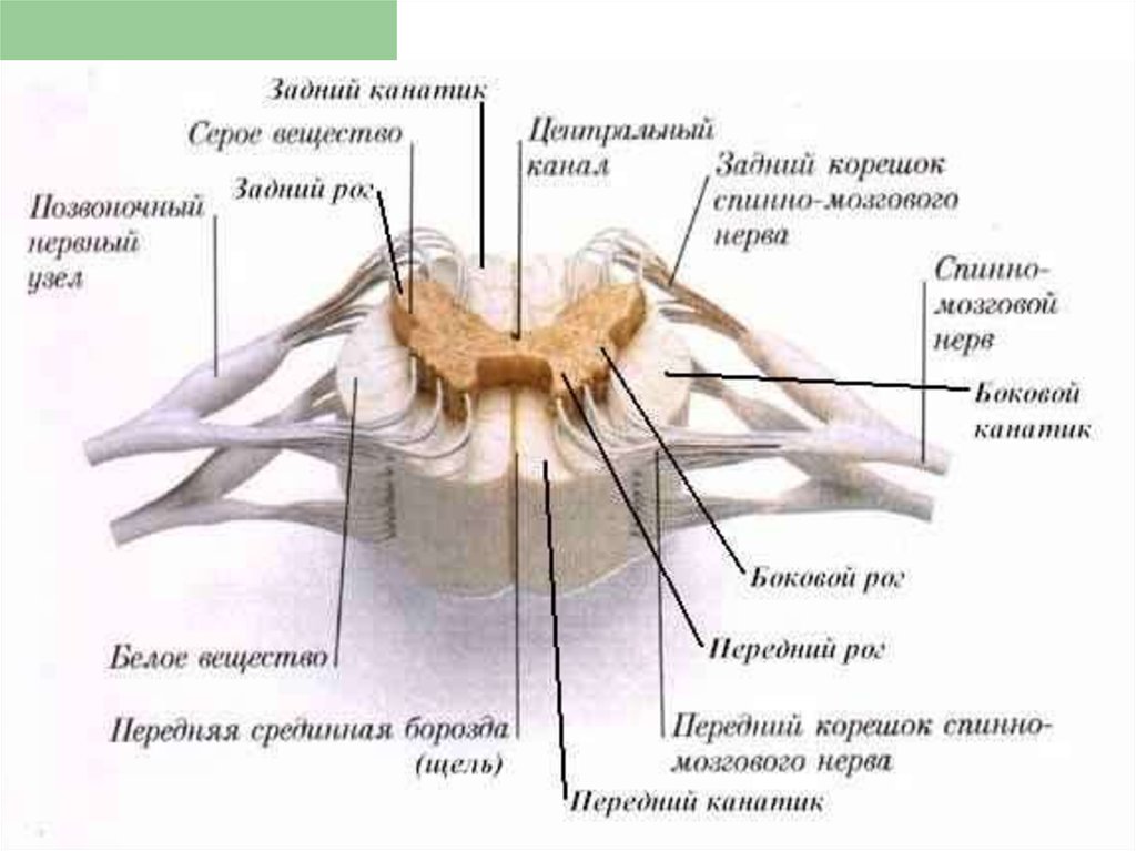 Анатомия спинного мозга