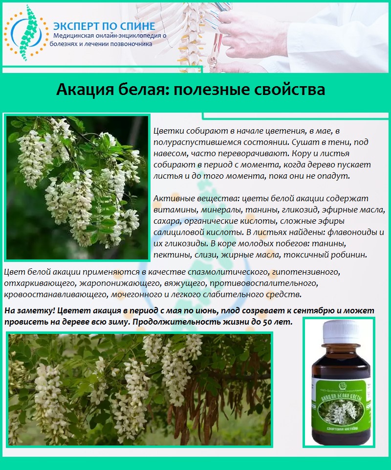 Акация белая: полезные свойства