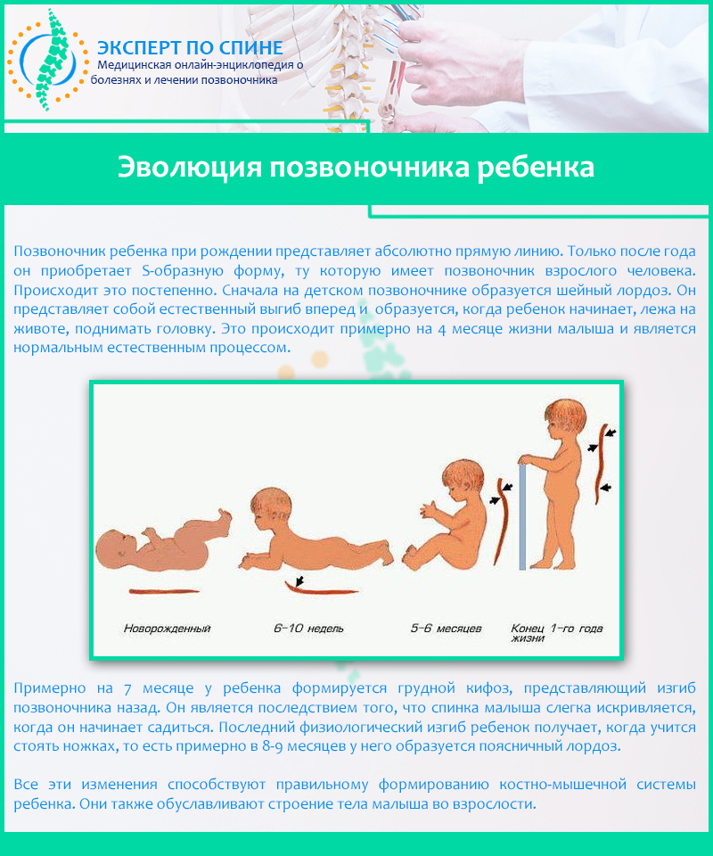 Эволюция позвоночника ребенка